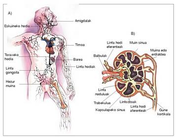 1. Irudia: A) Sistema linfatikoa. B) Gongoil linfatiko baten xehetasuna.<br>